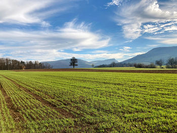 Scenic view of agricultural field against sky