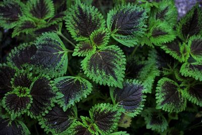 Full frame shot of fresh green plants