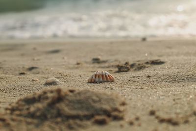 Close-up of shell on sand