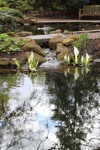 Reflection of flowers on lake by plants