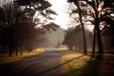 Road passing through forest