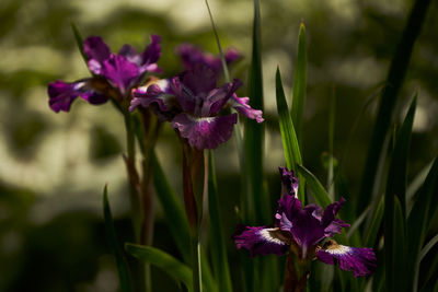 Close-up of purple flowering plant