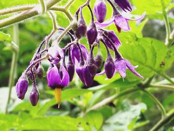 Close-up of purple flowers