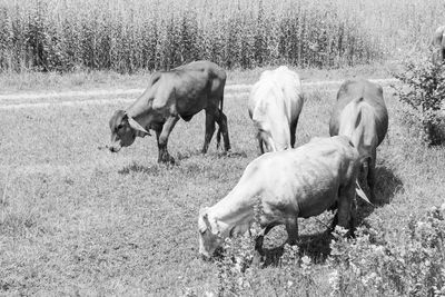 Horses grazing in a field