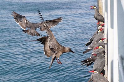 Seagulls flying over sea