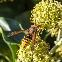 Close-up of bee pollinating flower