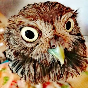 Close-up portrait of owl