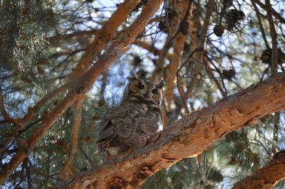 Low angle view of bird perching on tree