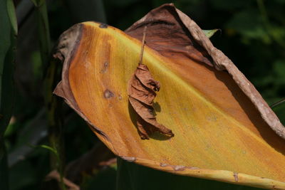 Close-up of leaves