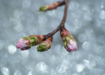 High angle view of flower buds against lake