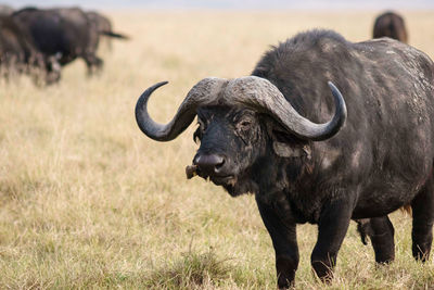 Buffalo standing on field
