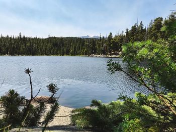 Scenic view of lake in forest against sky