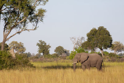 View of elephant on field against sky