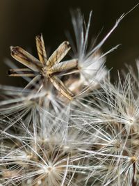 Close-up of dandelion