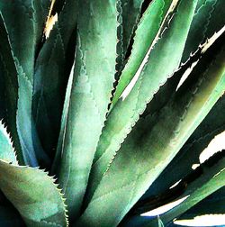 Close-up of leaves