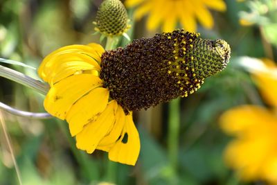 Close-up of yellow flowering plant