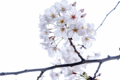 Close-up of cherry blossom against clear sky