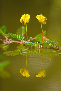 Close-up of yellow flowering plant