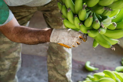 Banana industry. man in work gloves sorts of green bananas. preparation of bananas for wholesale.. 