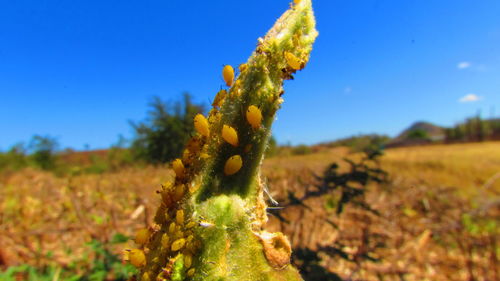 Close-up of plant growing on field against clear blue sky