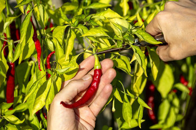 Close-up of hand holding leaves