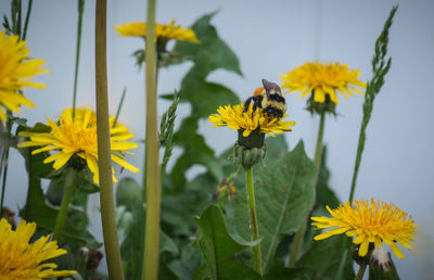 Close-up of bee on yellow sunflower blooming outdoors
