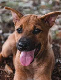 Close-up portrait of a dog