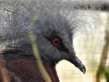 Close-up of bird
