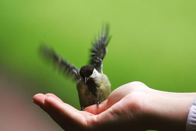 Cropped hand of woman with great tit