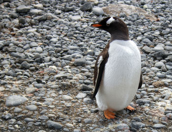 Gentoo penguin in antarctica