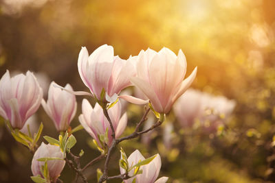 Close-up of flowers blooming outdoors