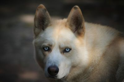 Close-up portrait of siberian husky