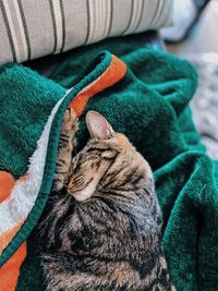 Close-up of cat sleeping