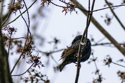 Low angle view of bird perching on tree against sky