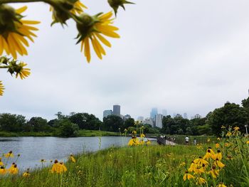 Yellow flowering plants by river against sky