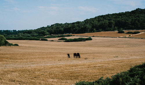 Scenic view of a field