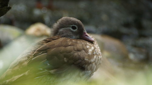 Close-up of bird