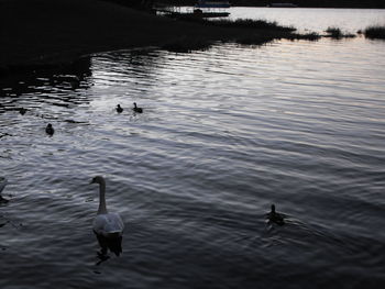 Bird swimming in lake