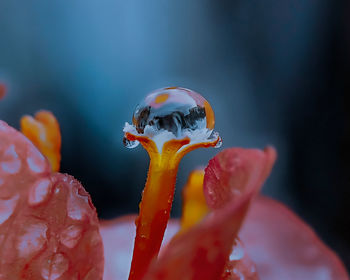 Close-up of water drops on red flower