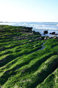 Scenic view of sea against clear sky