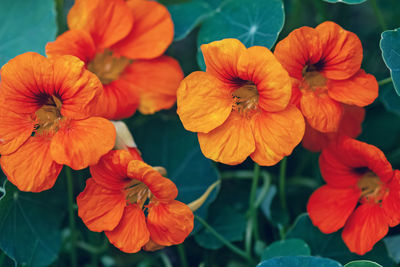 High angle view of orange flowering plants