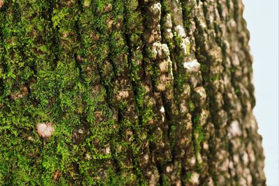 Close-up of moss growing on tree trunk