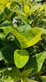 Close-up of fresh green leaves