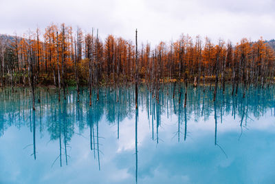 Scenic view of lake in forest against sky