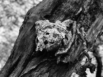 Close-up of lichen on tree trunk