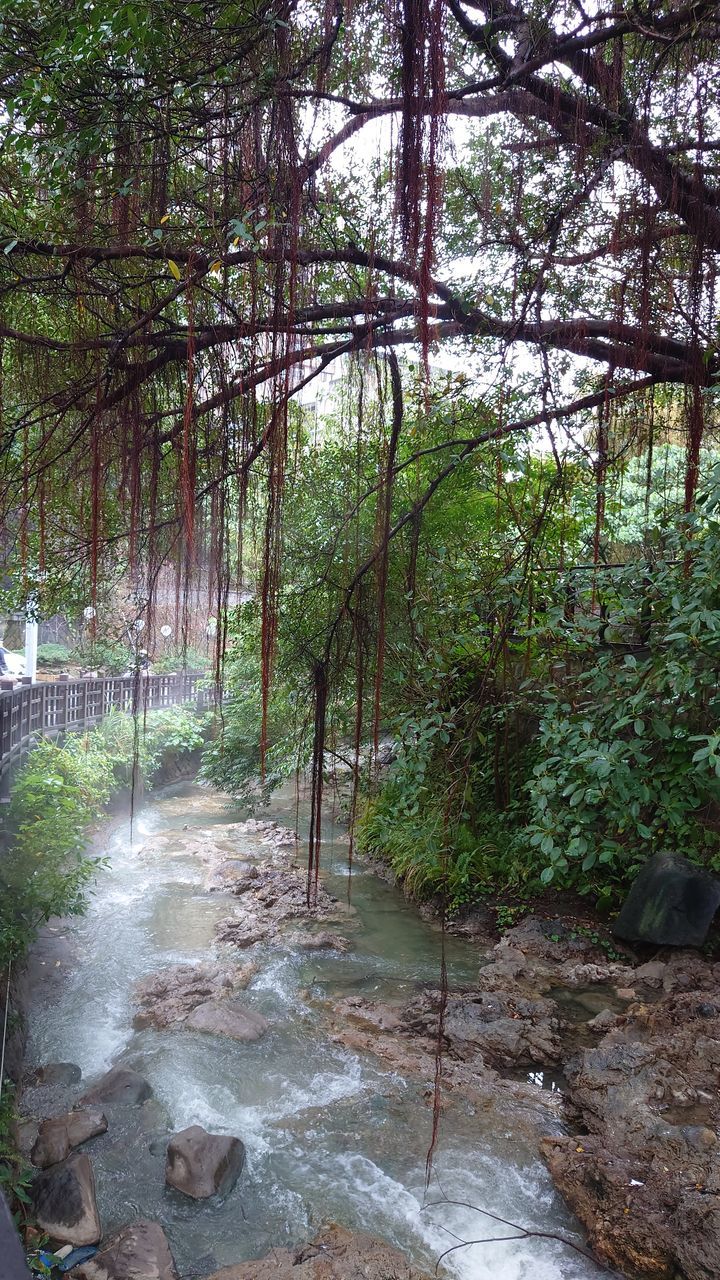 tree, plant, waterfall, water, nature, beauty in nature, forest, land, scenics - nature, no people, growth, day, water feature, tranquility, outdoors, environment, stream, body of water, non-urban scene, woodland, tranquil scene, rock, green, river, motion, flowing water, jungle
