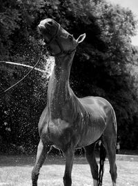 View of horse in water