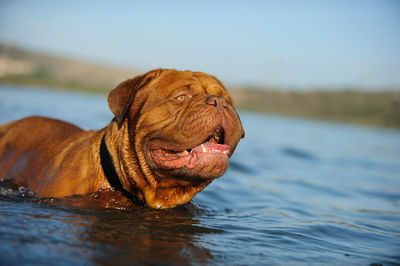 French mastiff in sea against sky