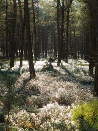 Trees and plants in forest