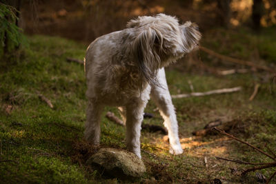 Dog standing on field